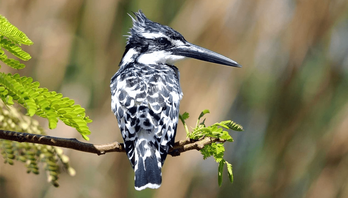 56 things bird watchers can do in Gambia